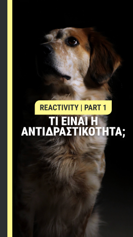 Τί είναι η αντιδραστικότητα